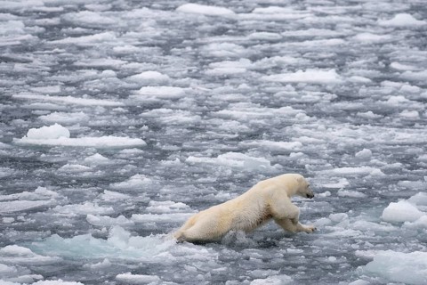 Polar bear
