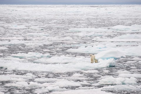 Polar bear