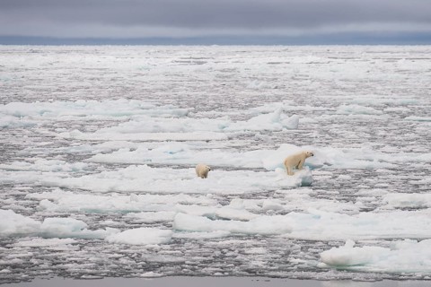 Polar bears