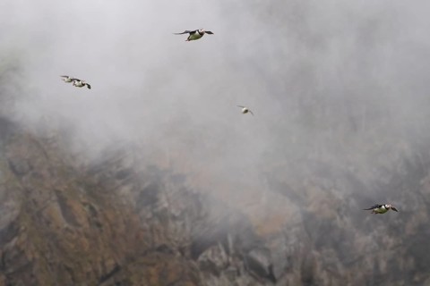 Puffin