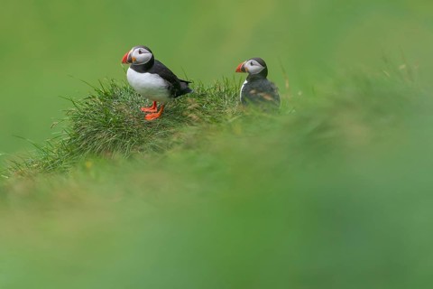 Puffin
