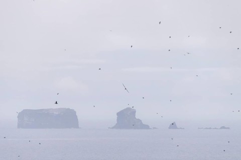 Puffin