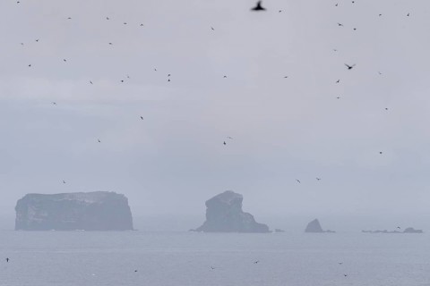 Puffin