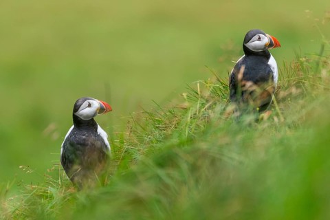 Puffin