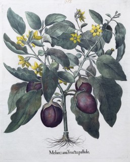 Egg plant