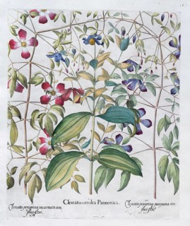 Clematis