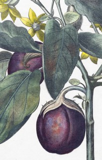 Egg plant