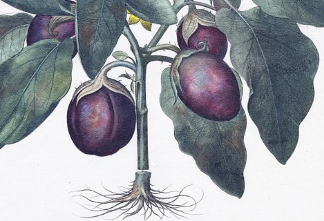 Egg plant