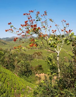 Tiger's claw or Indian coral tree