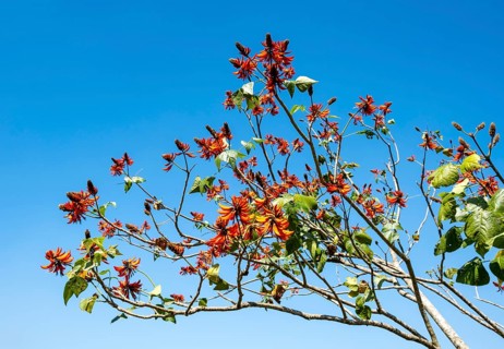 Tiger's claw or Indian coral tree