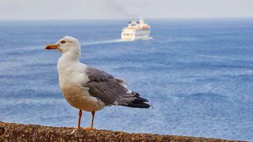 Large seagull