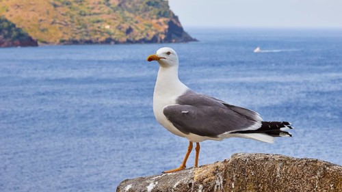 Large seagull