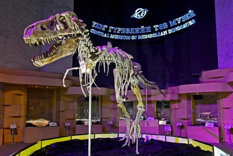 Skeleton of a Tarbosaurus bataar dinosaur