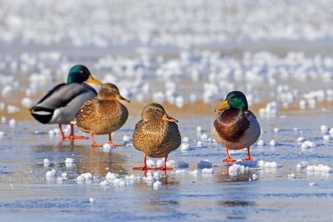 Two pairs of mallards