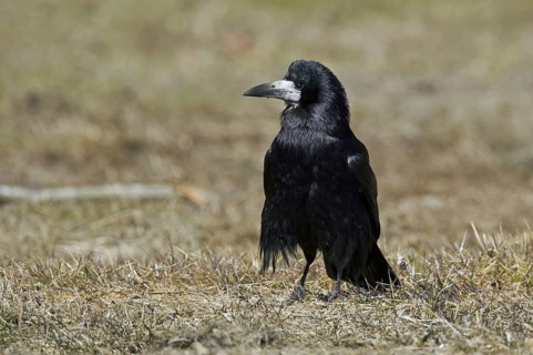Rook