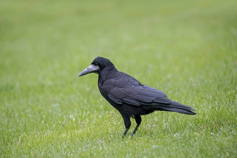 Rook