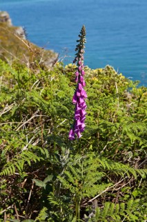 Common foxglove