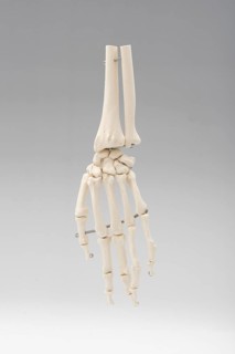 Hand skeleton
