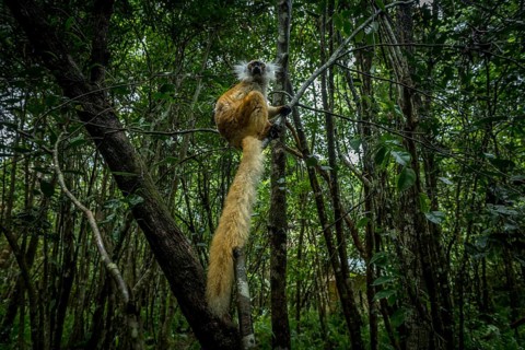 Crowned lemur