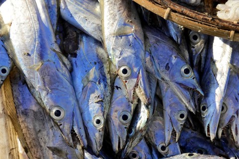 Fresh fish ready for sale