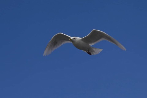 Glaucous gull