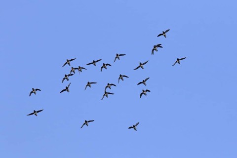 Little auks