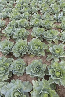 White cabbage