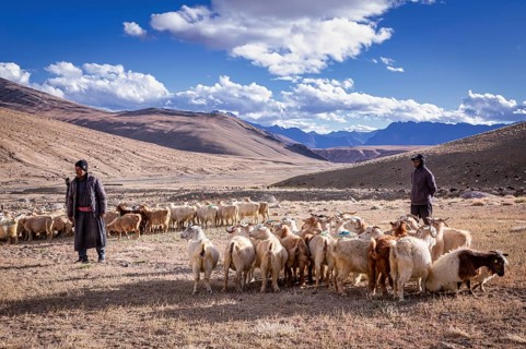 Shepherds and their Changthangi or Changpa