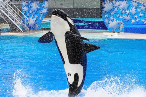 Dressed killer whale