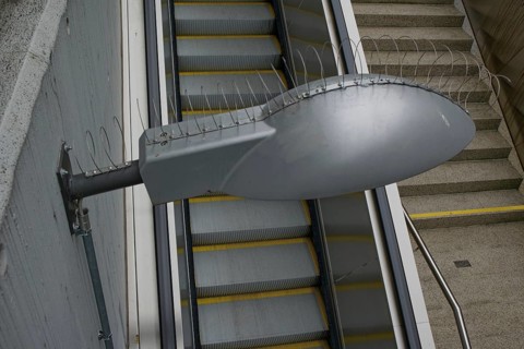Pigeon protection