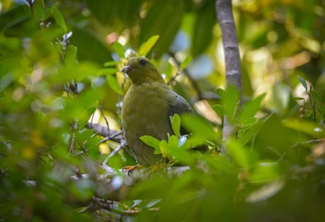 Green pigeon