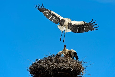 White storks