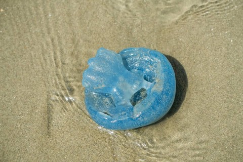 Barrel jellyfish