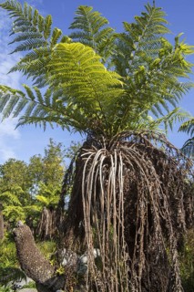 Soft tree fern