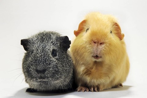 Portrait of two cavies