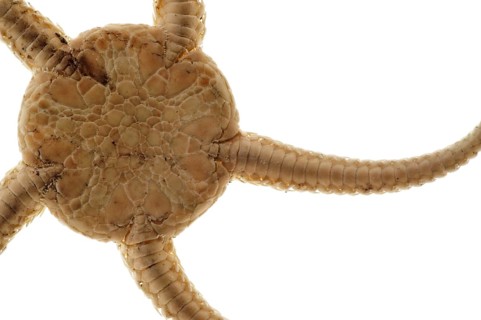 Detail of brittle star