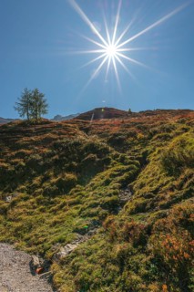 Autumnal red-coloured alpine bearberry