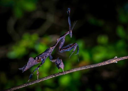 A praying mantis of the genus