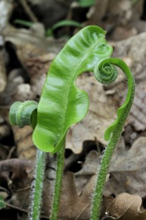 Hart's tongue fern