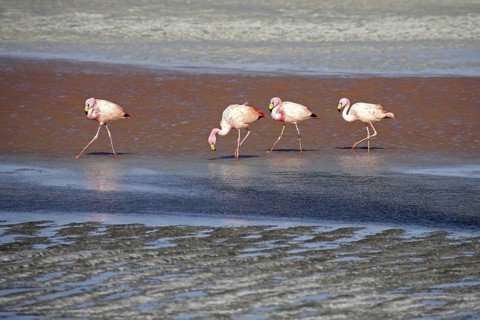 James's Flamingos