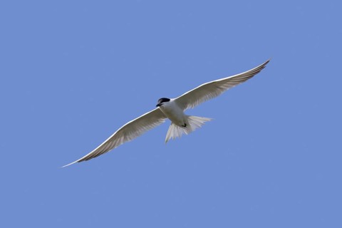 Gull-billed tern