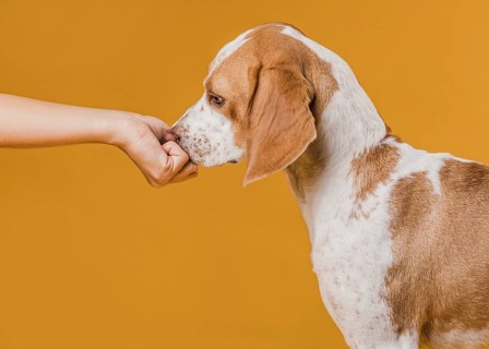 Hand touching nose adorable dog