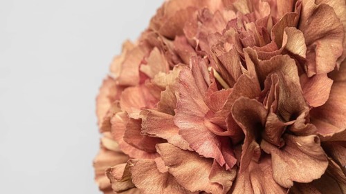 Pretty bloomed flower close up