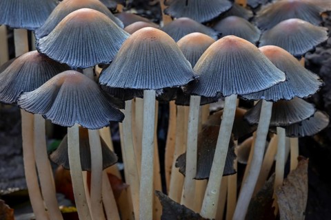 Mica cap