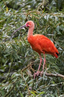Scarlet ibis