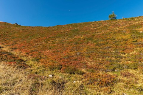 Autumnal red-coloured alpine bearberry