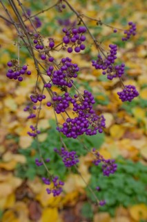 Fruit stand of the love pearl shrub