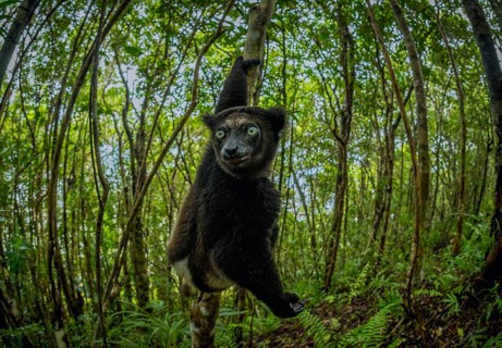 Indri lemur in the rainforests of eastern Madagascar