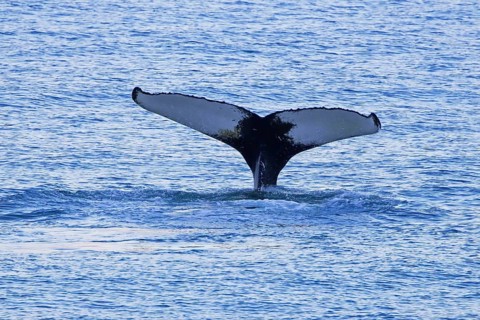 Humpback whale