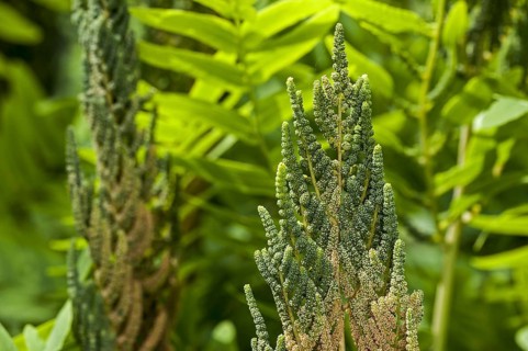 Royal fern
